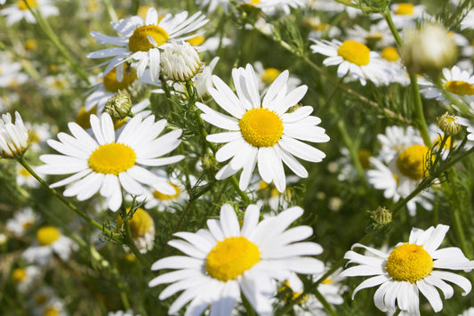 The Natural Healing of Chamomile