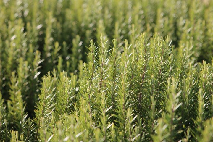 The Power of Rosemary
